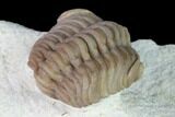 Curled Paciphacops Trilobite - Black Cat Mountain, Oklahoma #168819-4